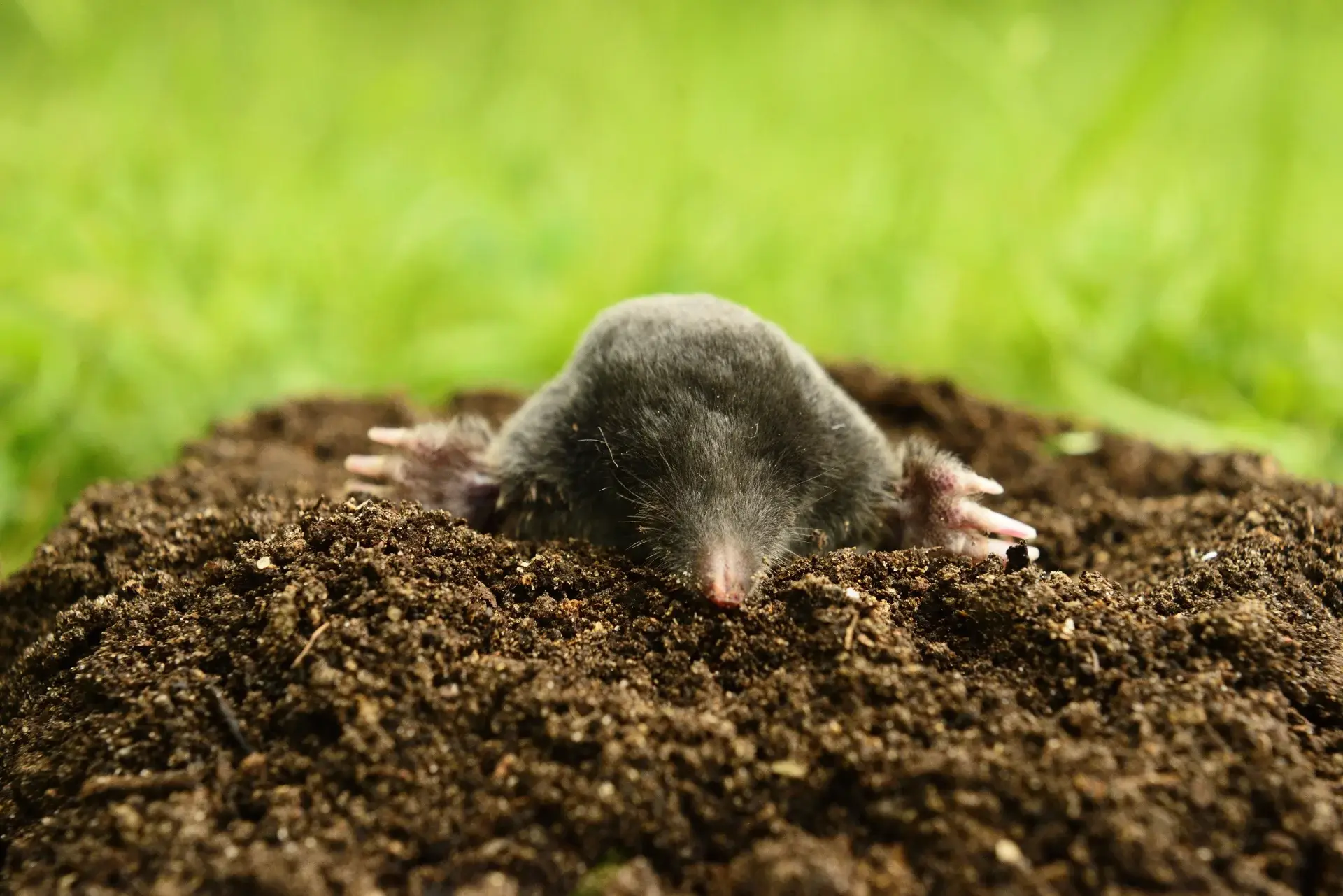 A mole surfacing from a mound of soil