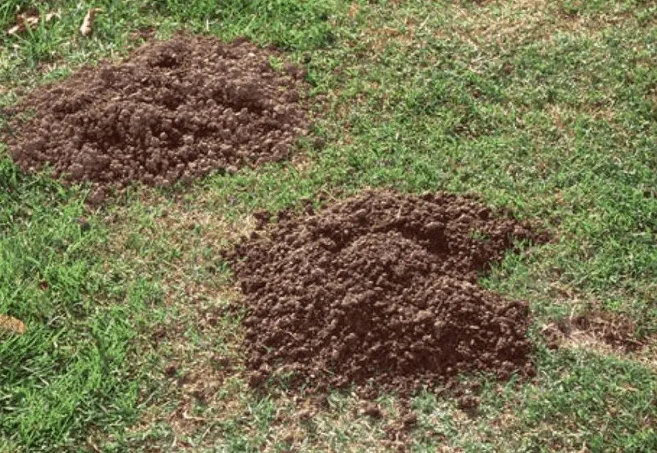 Fresh molehills across a lawn