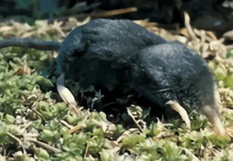 Townsend's mole
